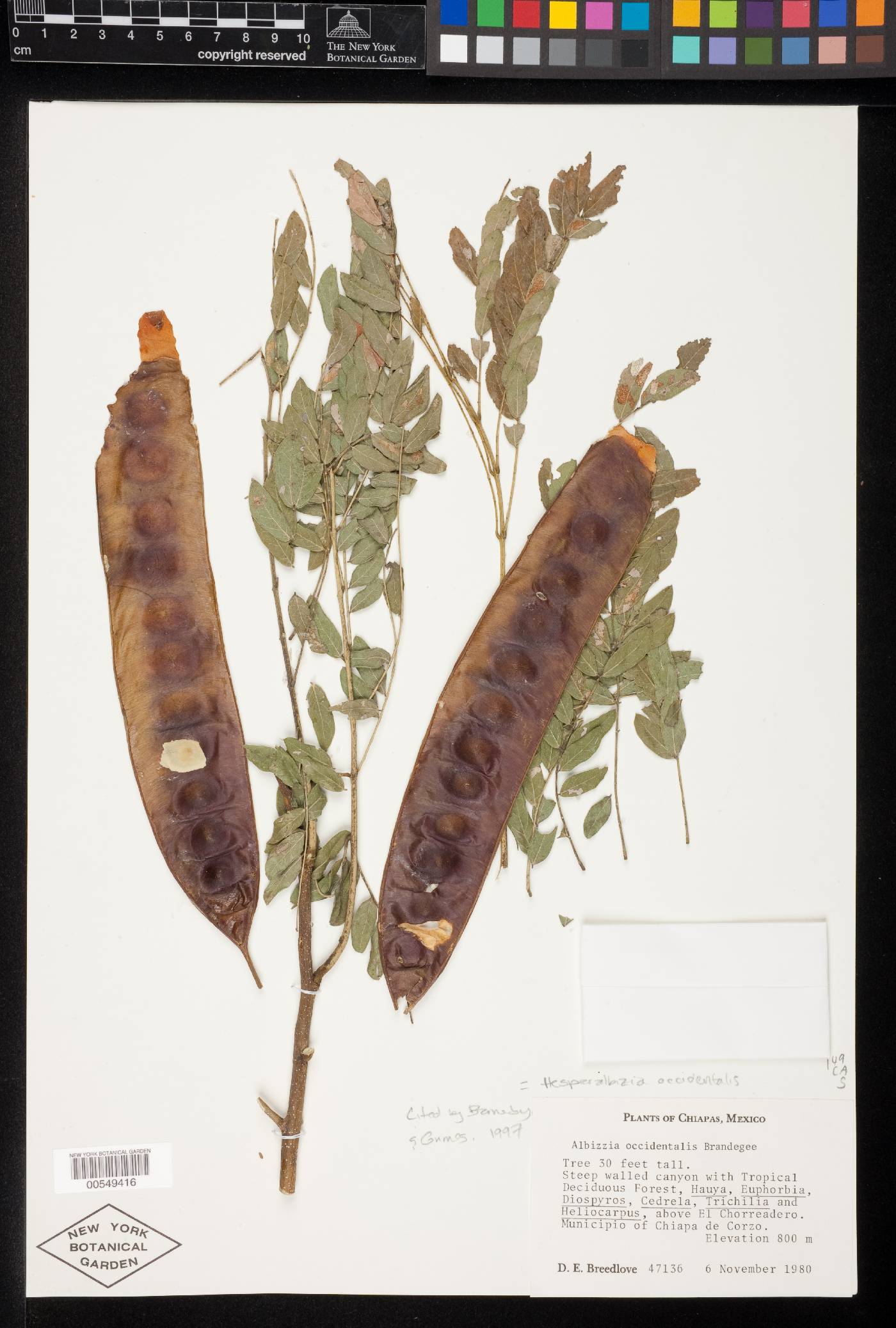 Hesperalbizia image