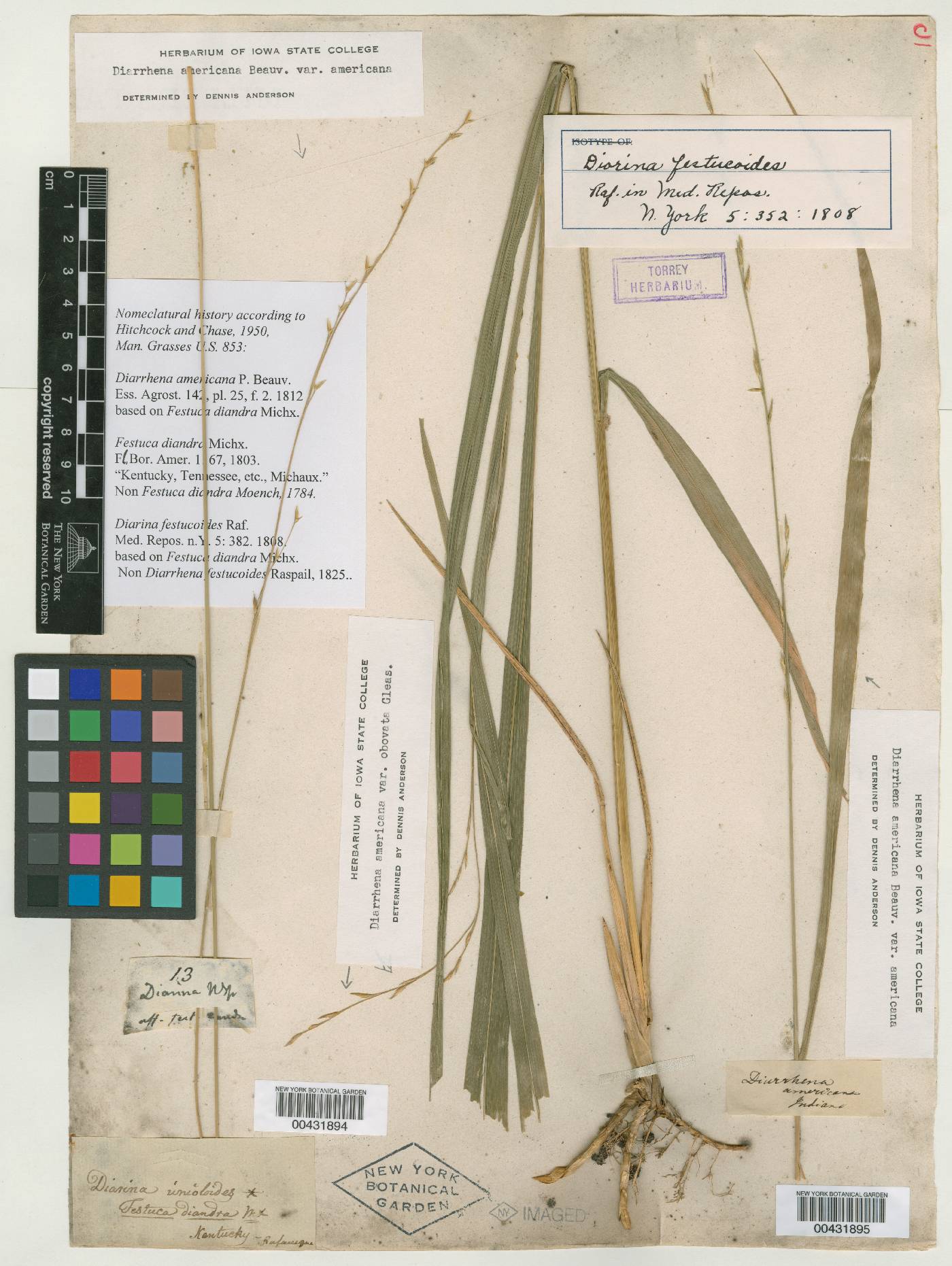 Brachypodium distachyon image