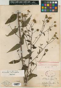 Helianthus × glaucus image