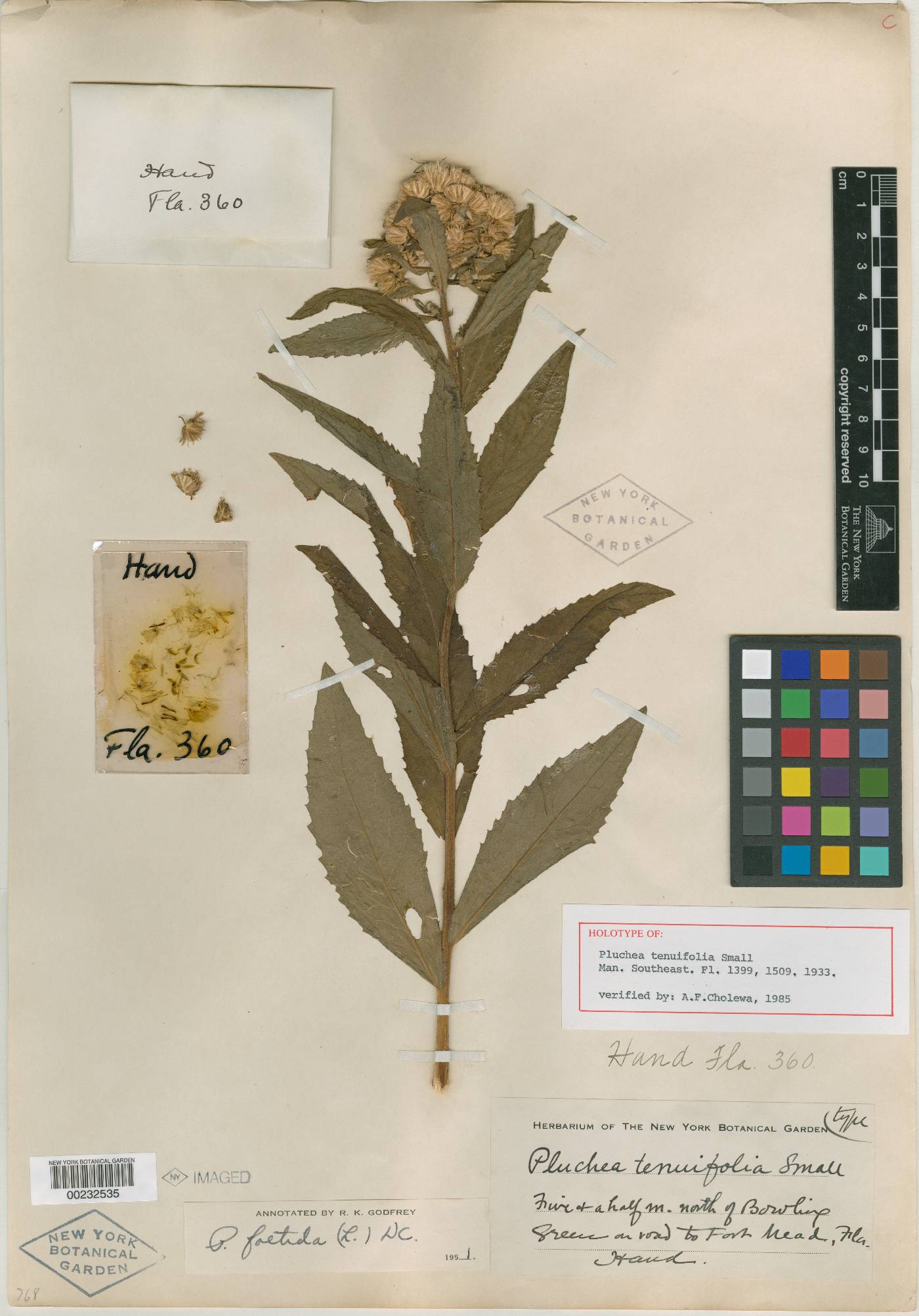 Pluchea tenuifolia image