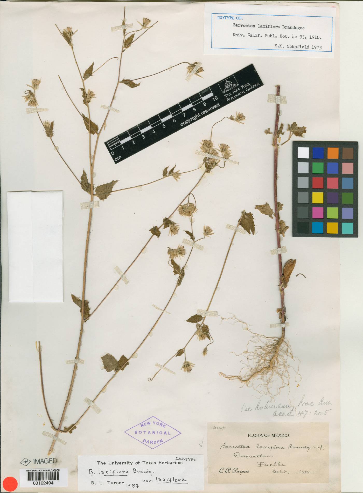 Brickellia laxiflora image