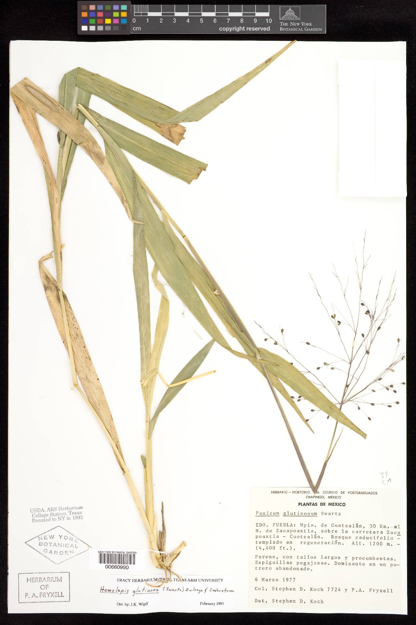 Panicum glutinosum image