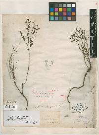 Phyllanthus drummondii image