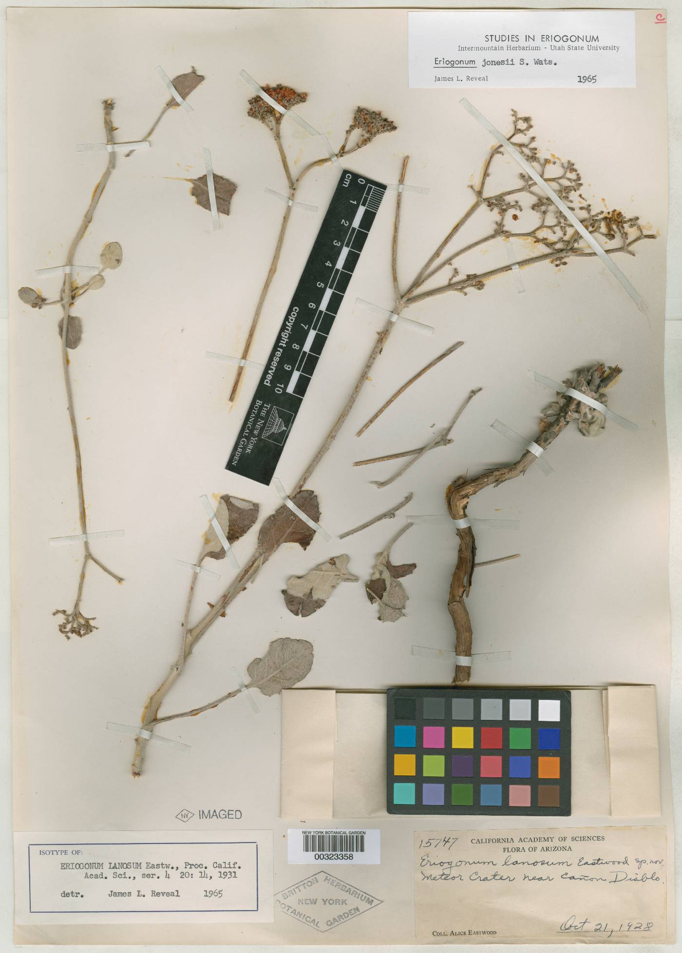 Eriogonum lanosum image
