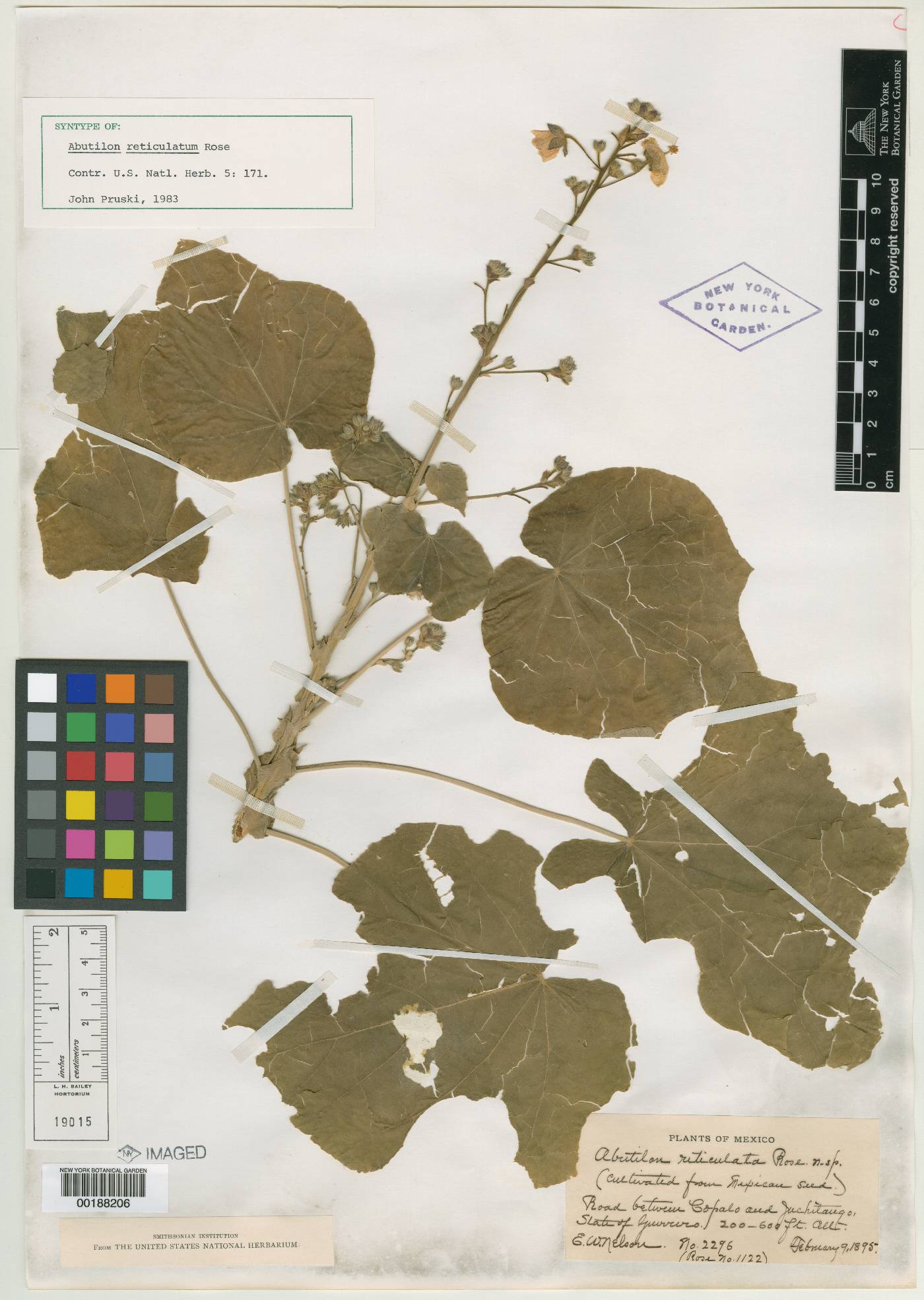 Abutilon andrieuxii image