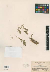 Pedicularis latifolia image