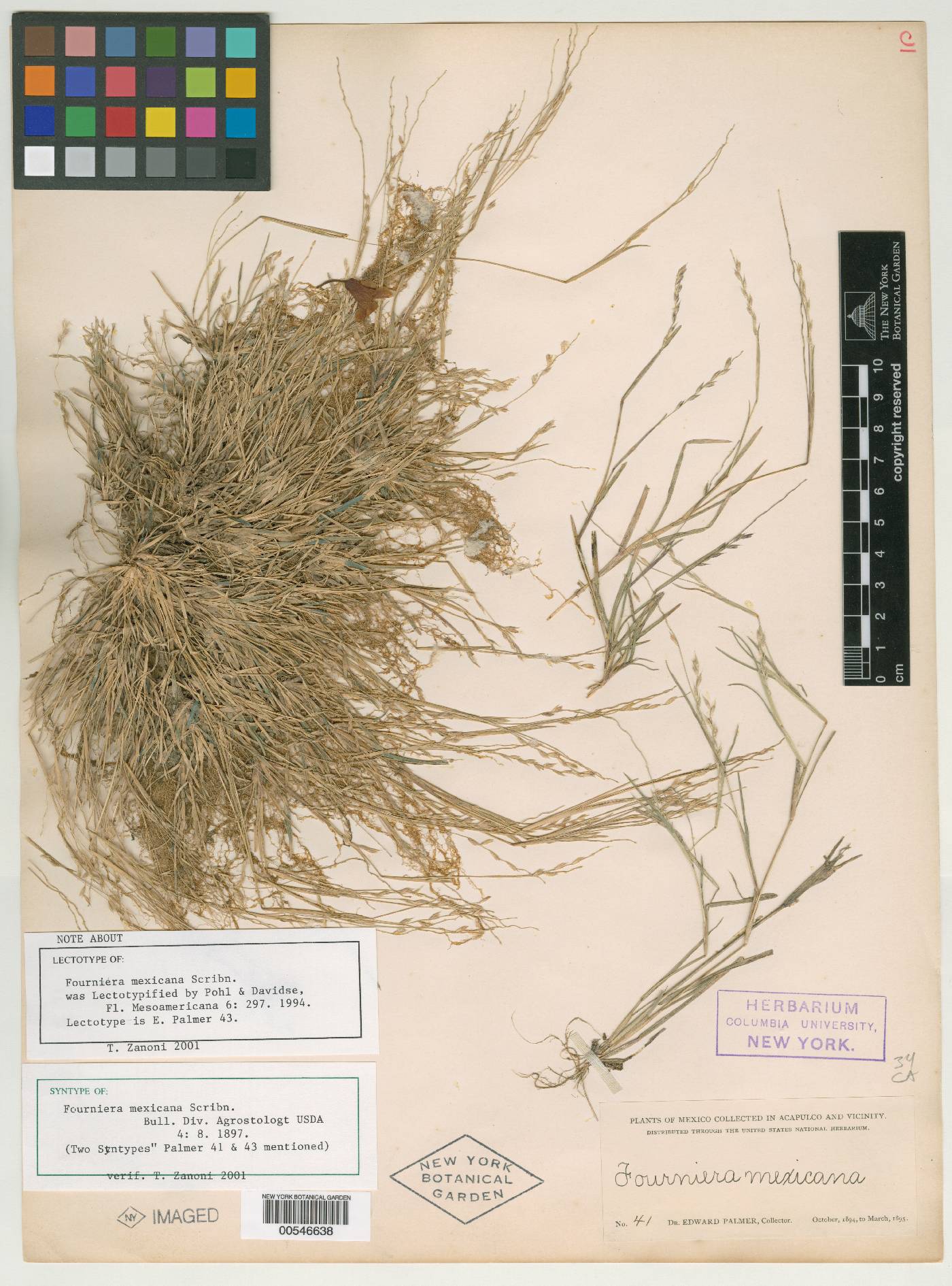Soderstromia mexicana image