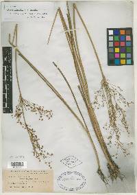 Juncus acuminatus var. robustus image