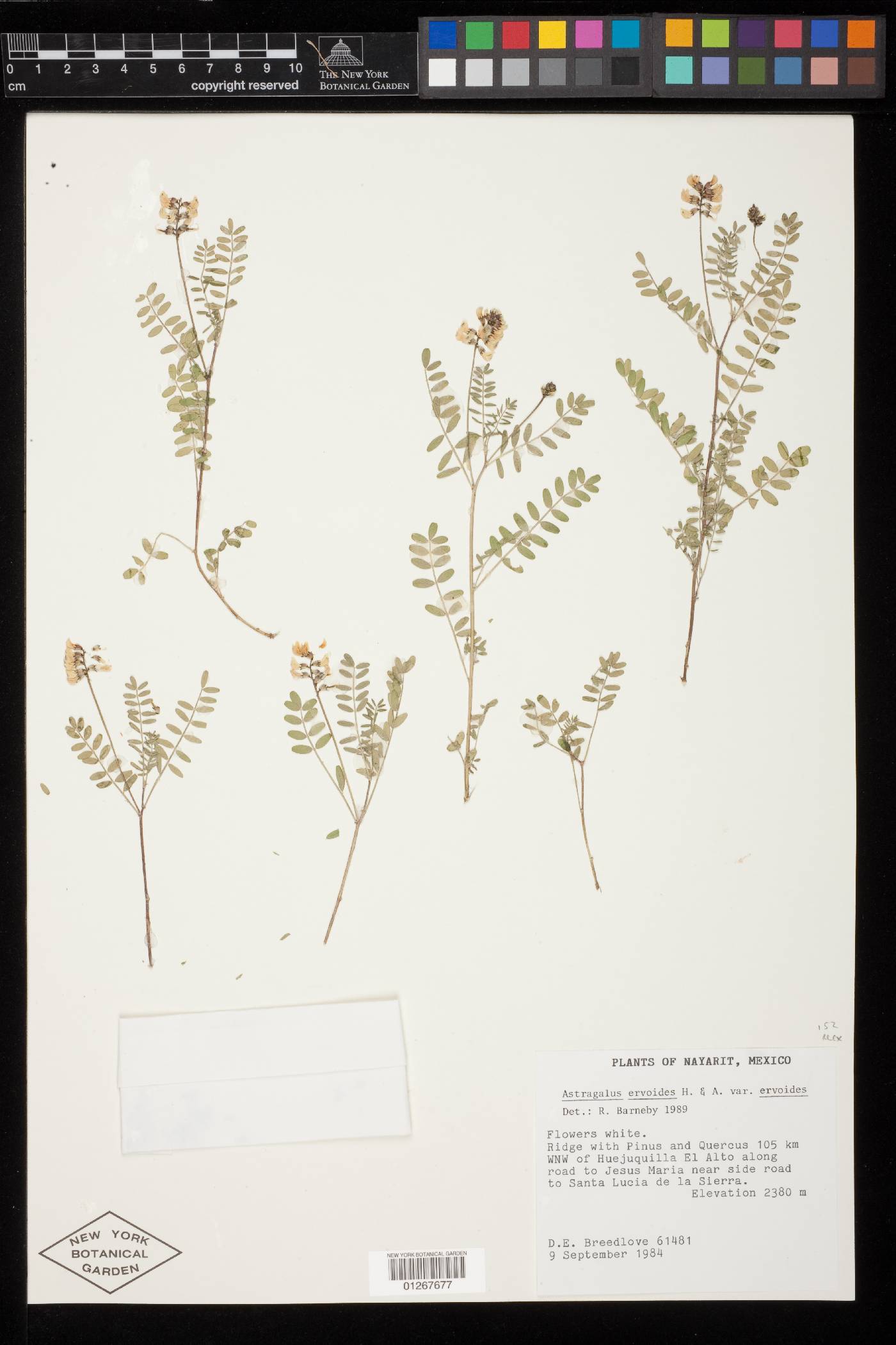 Astragalus ervoides var. ervoides image
