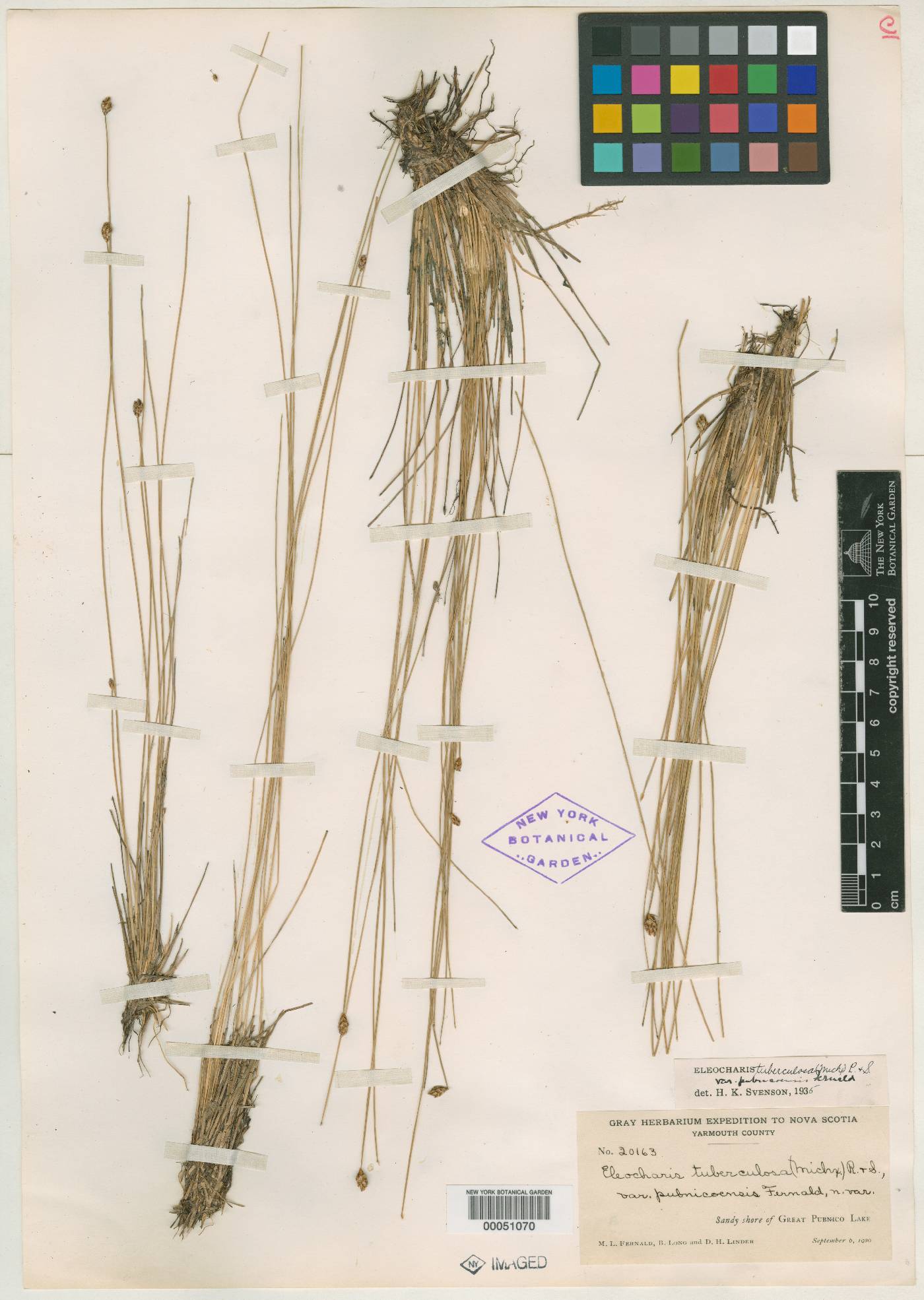 Eleocharis tuberculosa var. pubnicoensis image