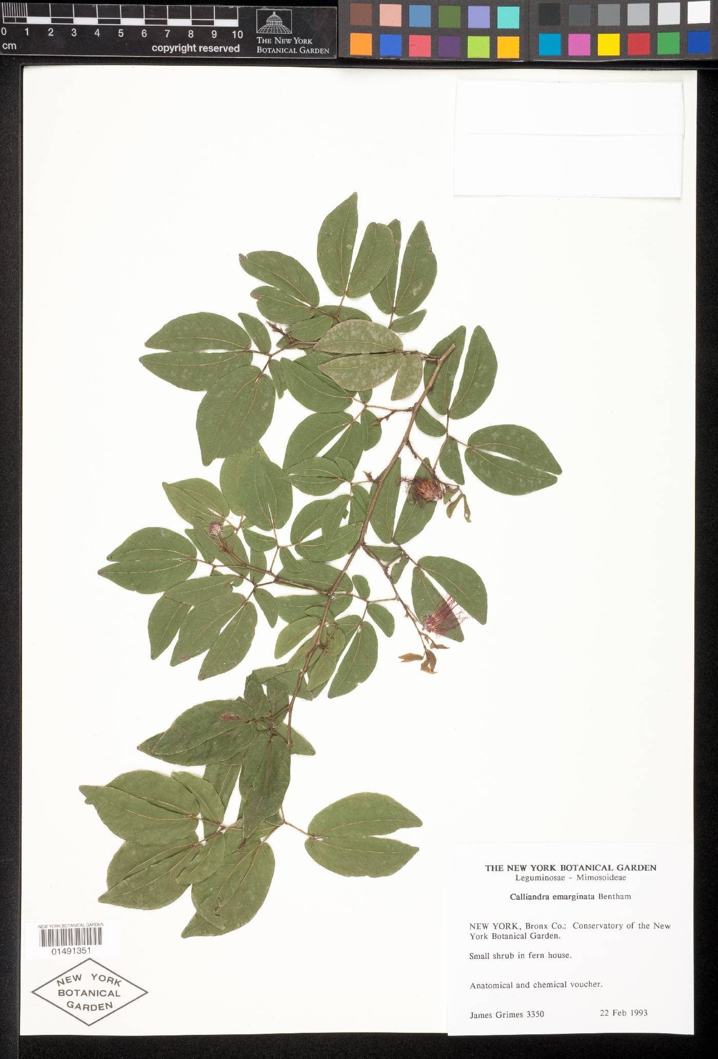 Calliandra tergemina image