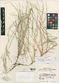 Agrostis novogaliciana image