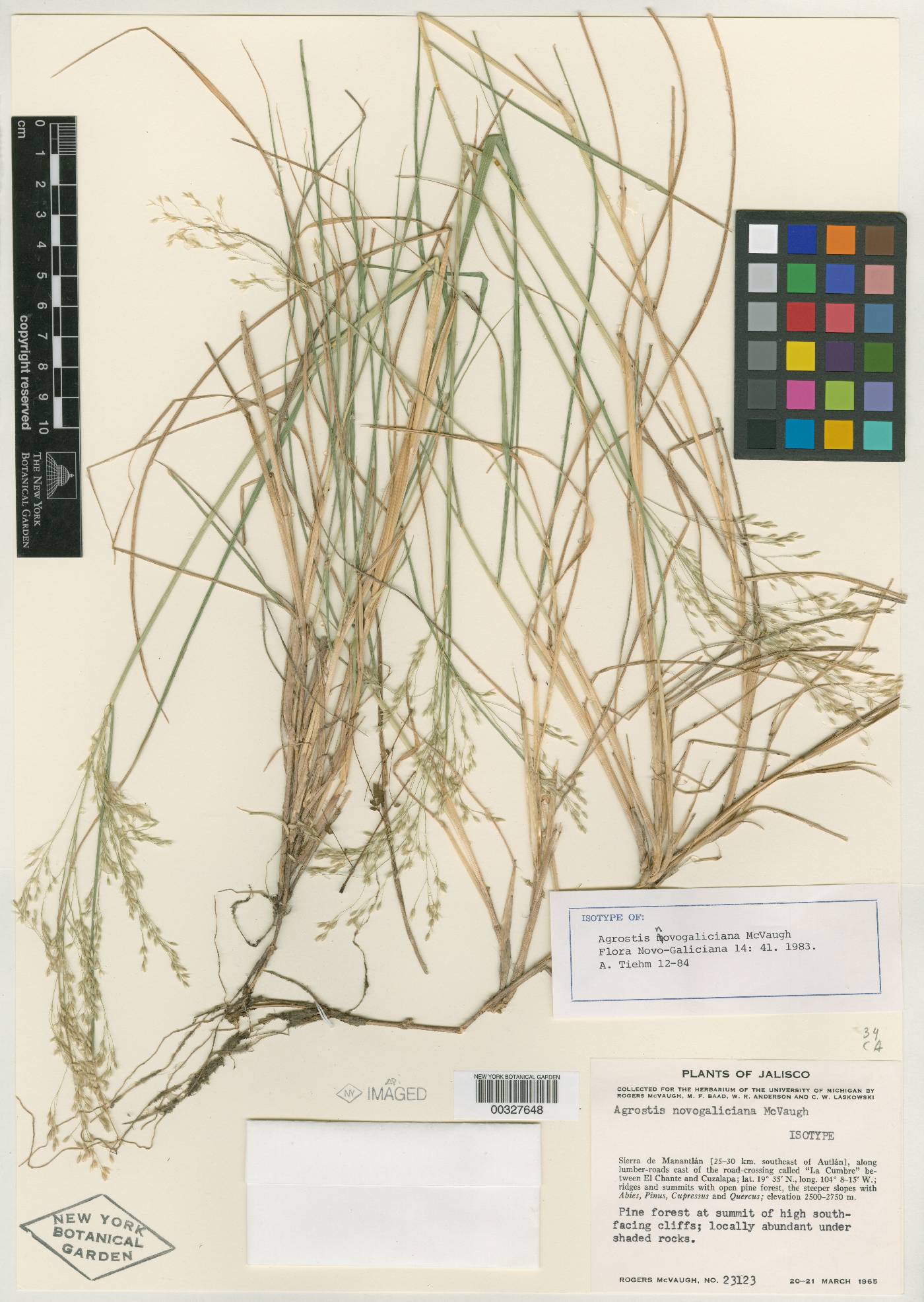 Agrostis novogaliciana image