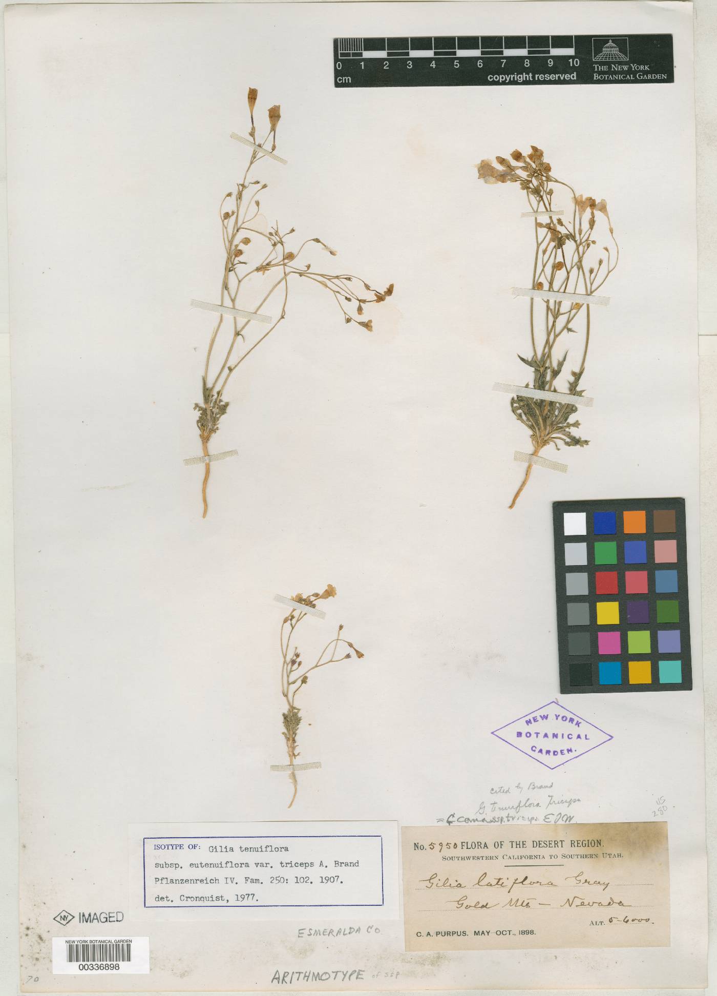 Gilia tenuiflora var. triceps image