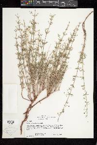 Galium coloradoense image