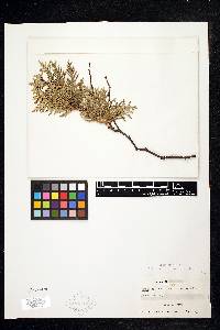 Thuja occidentalis image