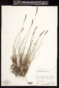 Muhlenbergia wrightii image