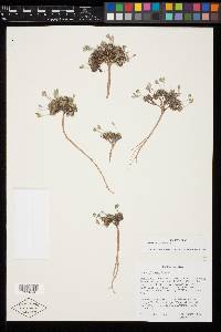 Draba globosa image