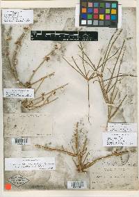 Ephedra nevadensis image