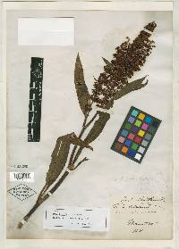 Rumex floridanus image