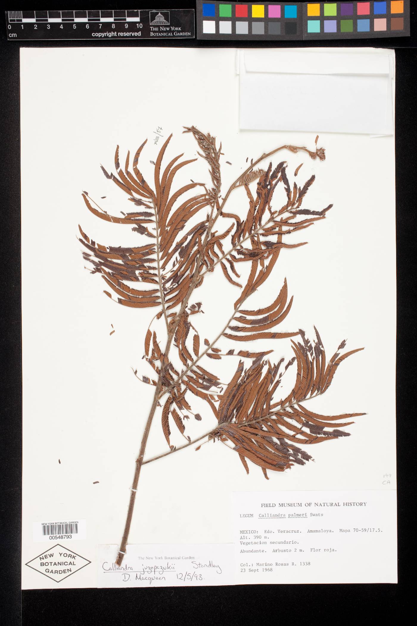Calliandra juzepczukii image