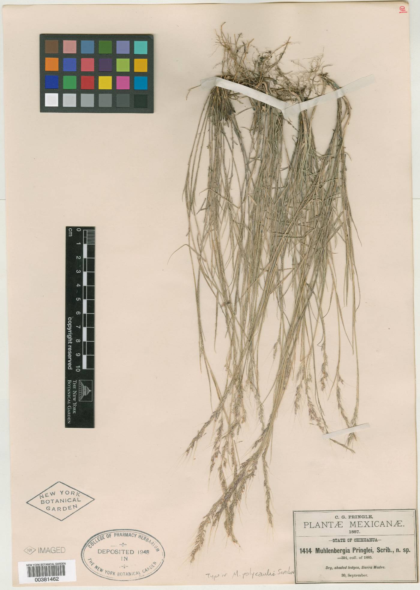 Muhlenbergia polycaulis image