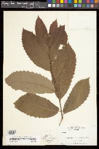 Castanea pumila var. ozarkensis image