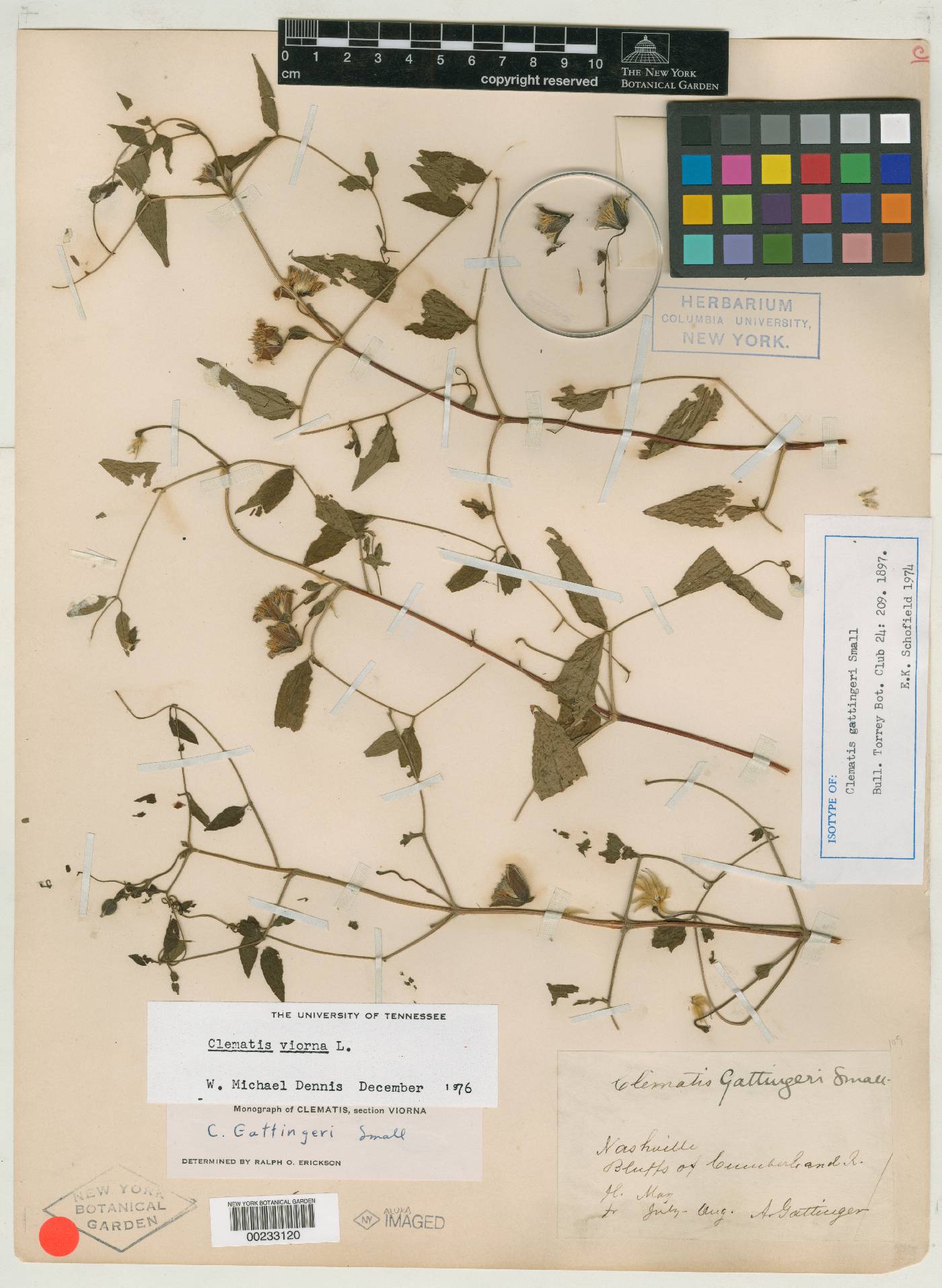 Clematis gattingeri image