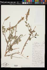 Dalea trifoliata image