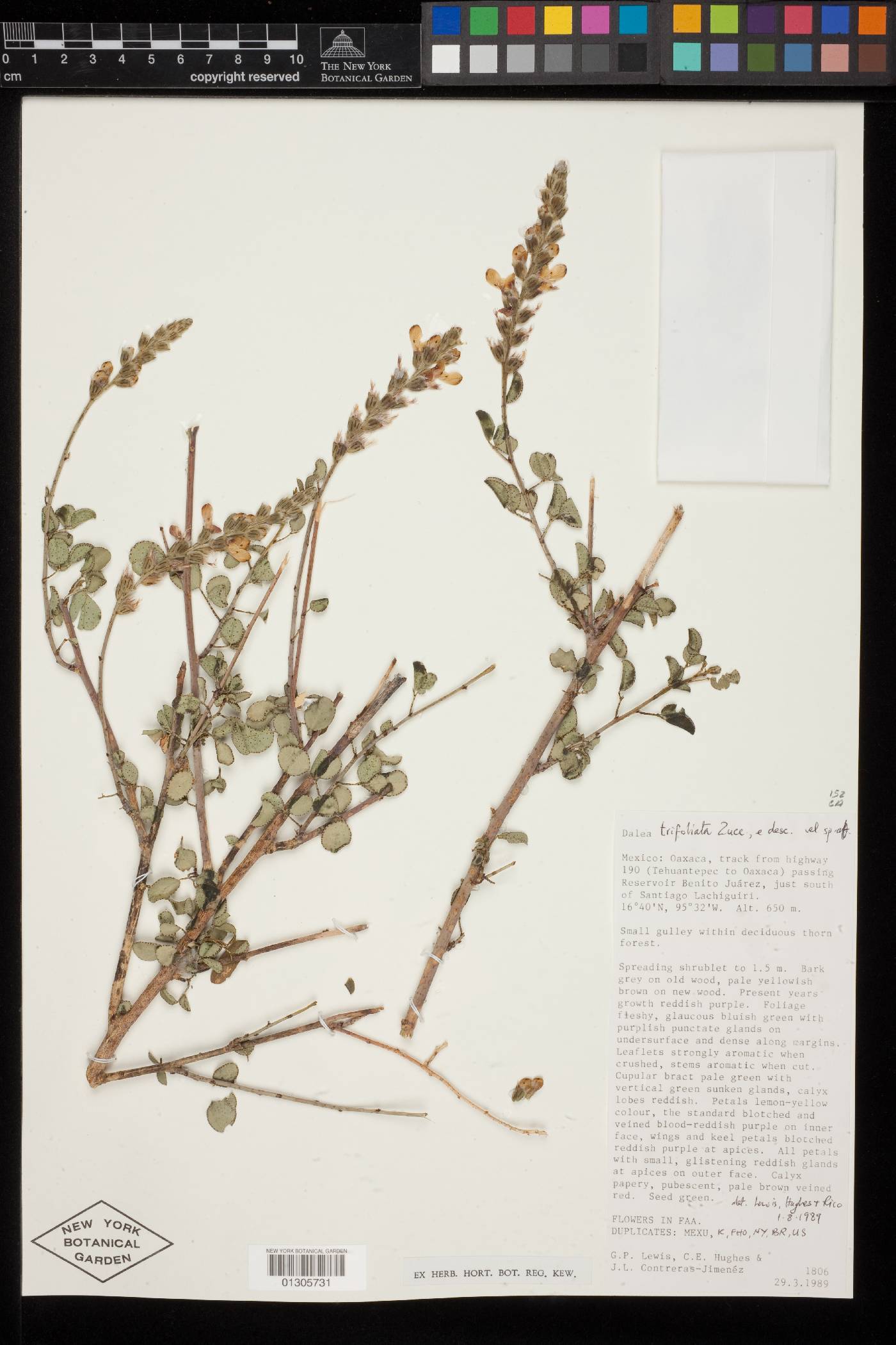 Dalea trifoliata image