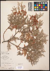 Thuja occidentalis image