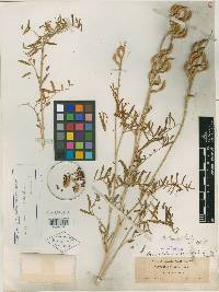 Astragalus tweedyi image