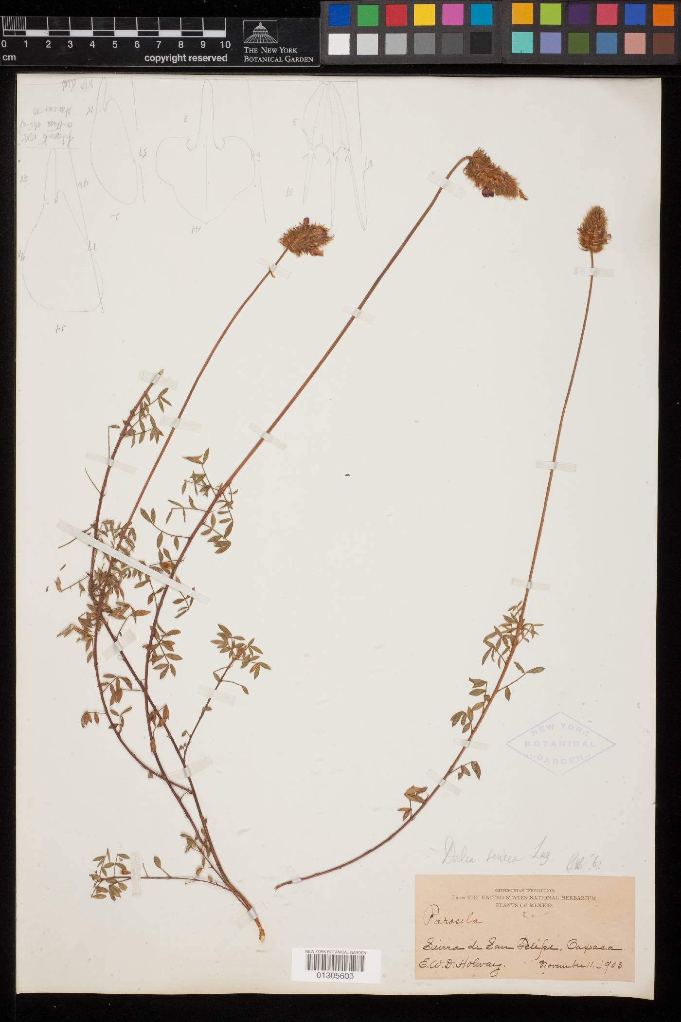 Dalea sericea image