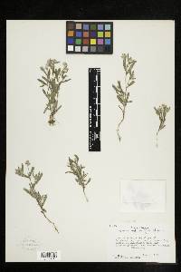 Cryptantha torreyana image