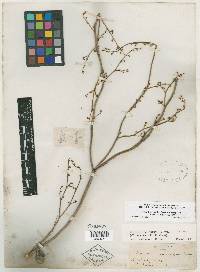 Eriogonum exaltatum image