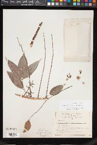 Bursera simaruba image