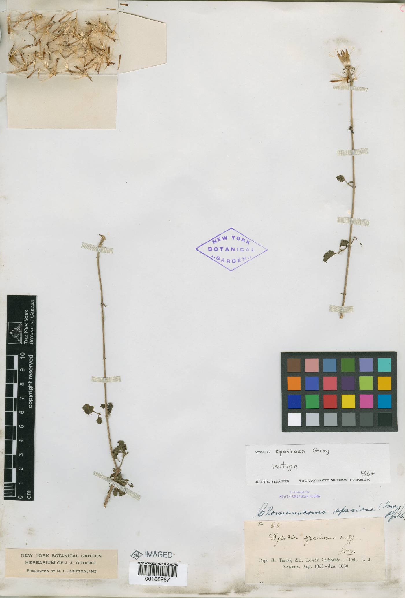 Dyssodia speciosa image