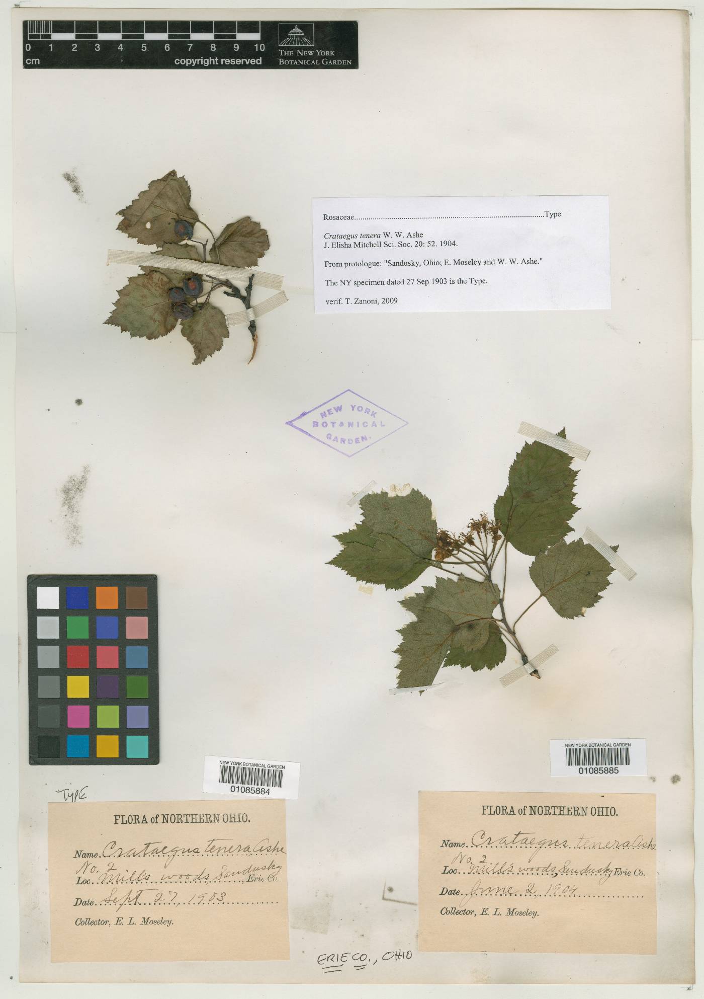 Crataegus tenera image