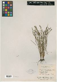 Sisyrinchium flaccidum image