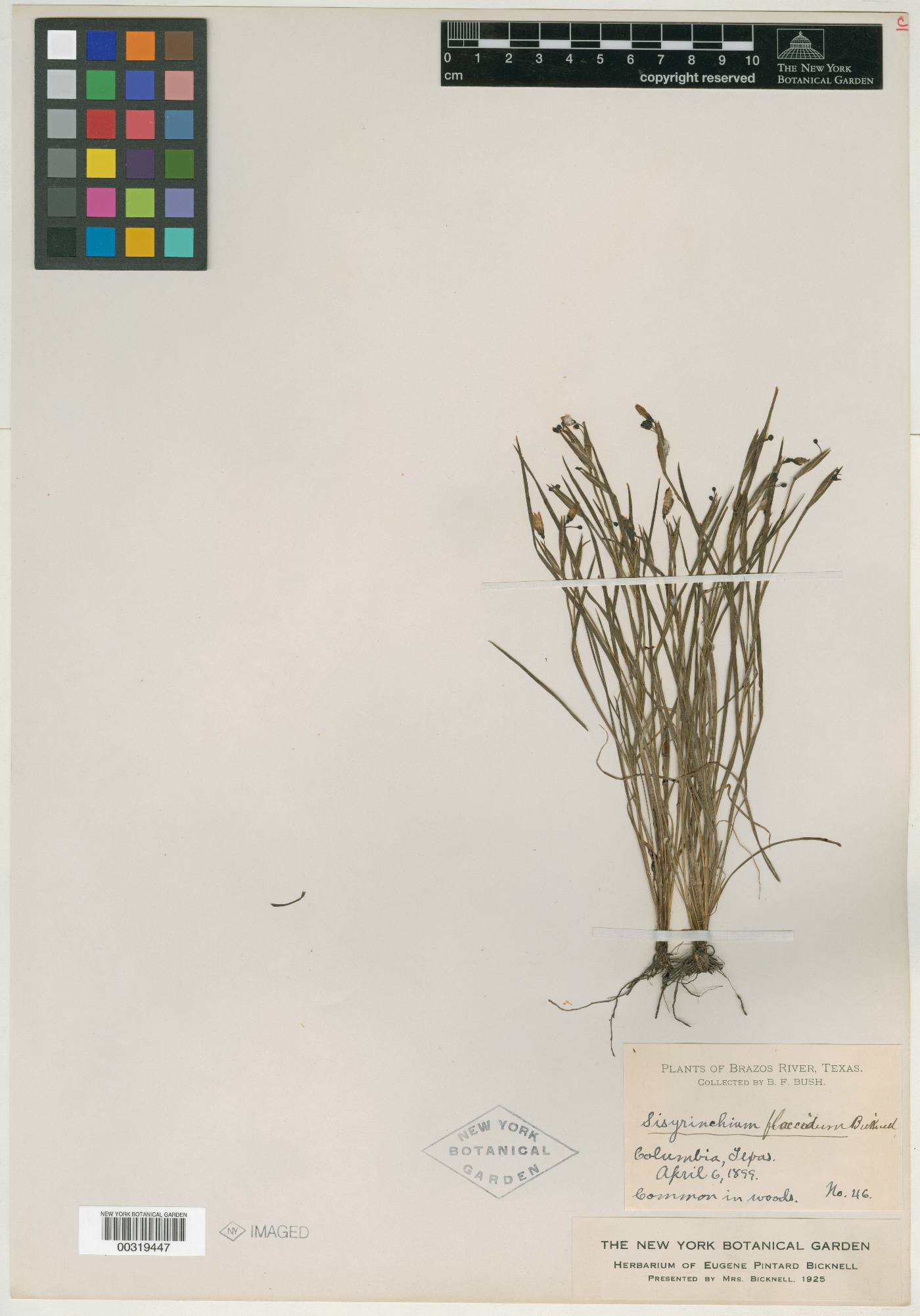 Sisyrinchium flaccidum image