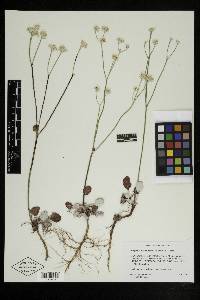 Eriogonum nudum var. pubiflorum image