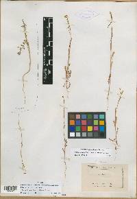 Microsisymbrium lasiophyllum image
