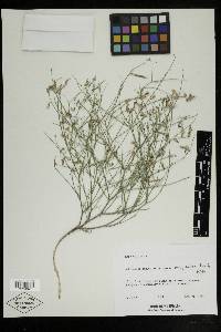 Astragalus convallarius var. finitimus image