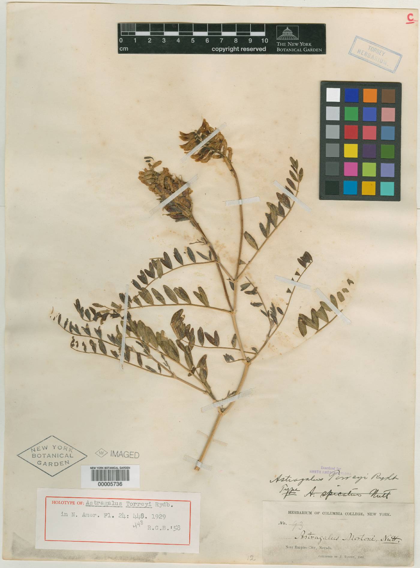 Astragalus torreyi image