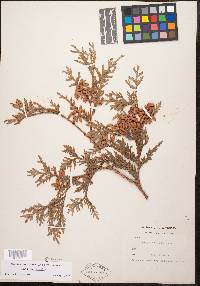 Thuja occidentalis image