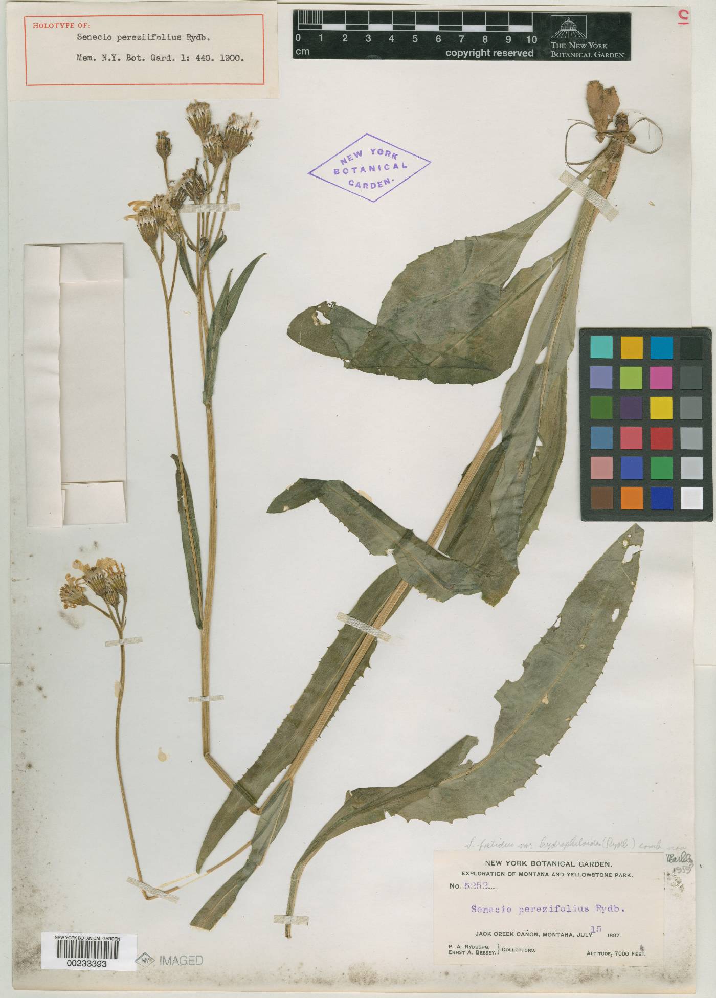 Senecio pereziifolius image