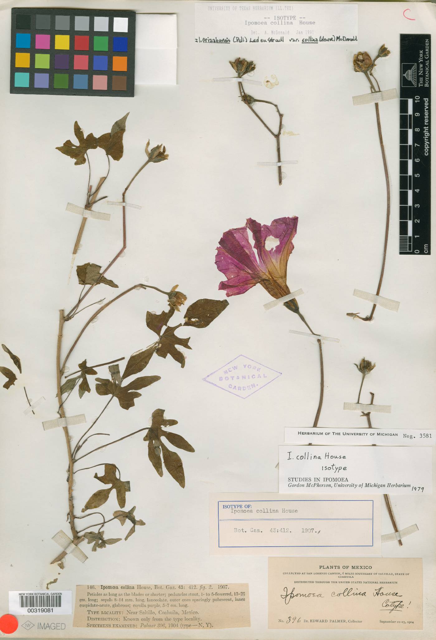 Ipomoea orizabensis subsp. collina image