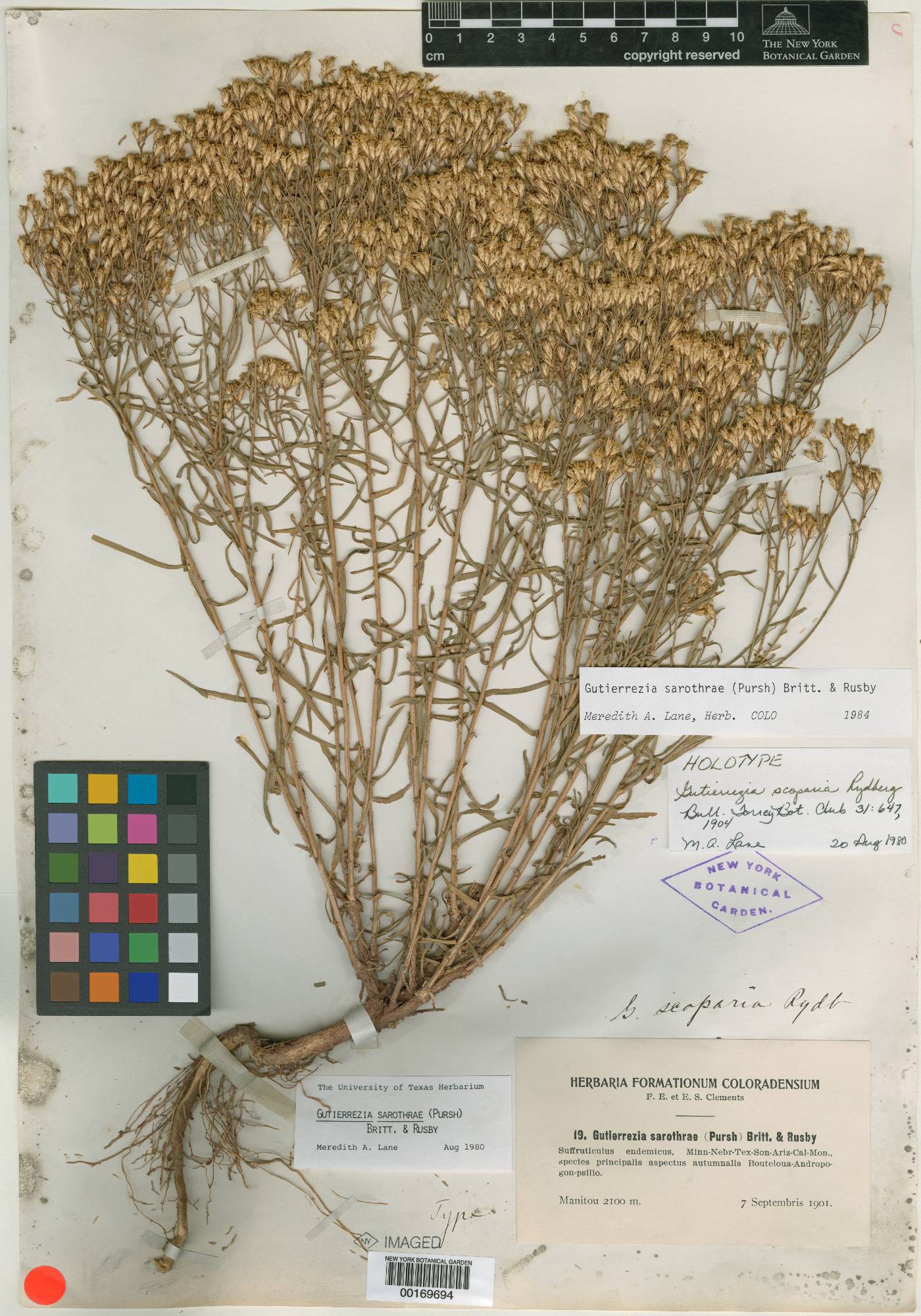 Gutierrezia scoparia image