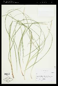 Carex cherokeensis image