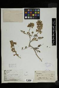 Astragalus gibbsii image